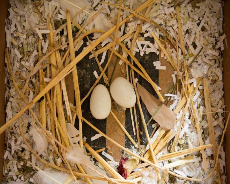 How Long Do Pigeons Eggs Take to Hatch? & More Pigeon FAQs