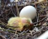 pigeon chick sleeping