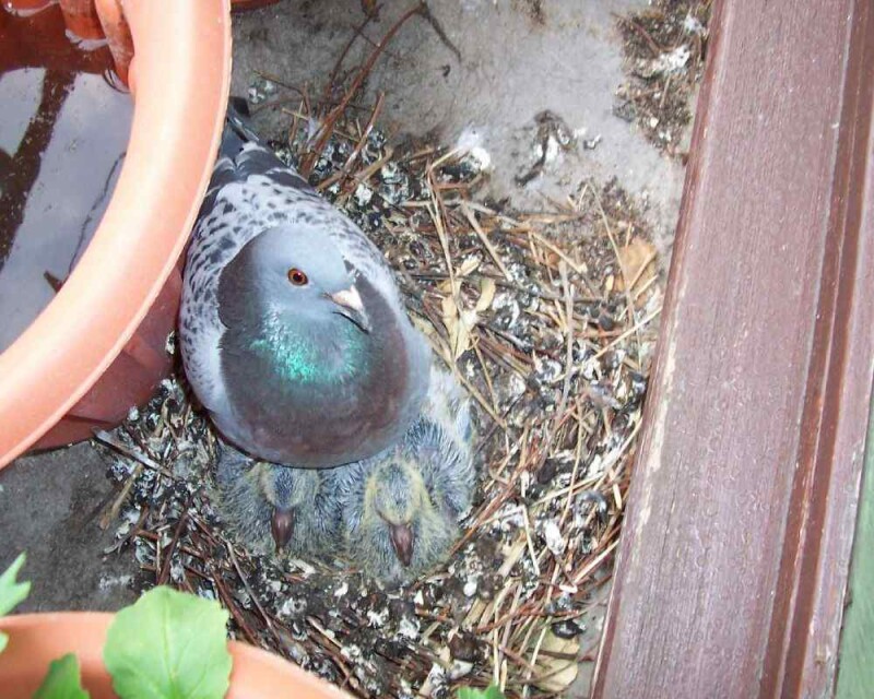 How Long Do Pigeons Eggs Take to Hatch? & More Pigeon FAQs