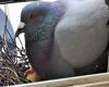 pigeon with chicks