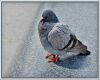 single female pigeon