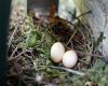 two eggs in nest