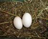 two pigeon eggs