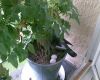 two pigeon eggs in flower pot