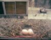 vacant nest with eggs