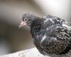 young pigeon