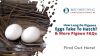 How Long Do Pigeons Eggs Take to Hatch? & More Pigeon FAQs Thumbnail