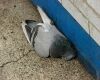 adult dead pigeon