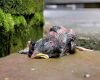 dead pigeon chick