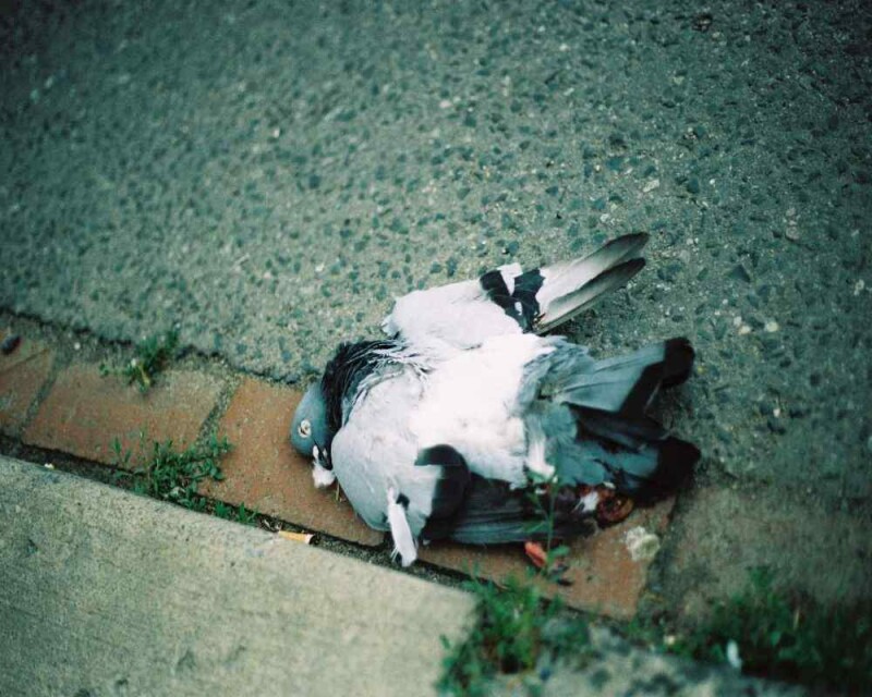 How Long do Pigeons Live? Averages & World Records!