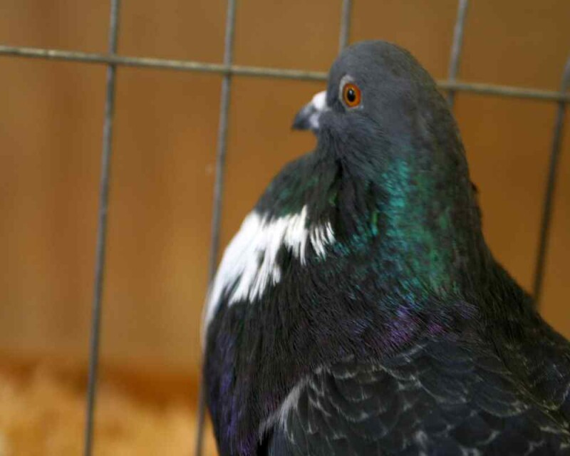 How Long do Pigeons Live? Averages & World Records!