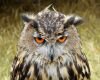 owl predator