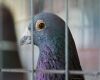 pigeon in cage