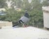 single pigeon