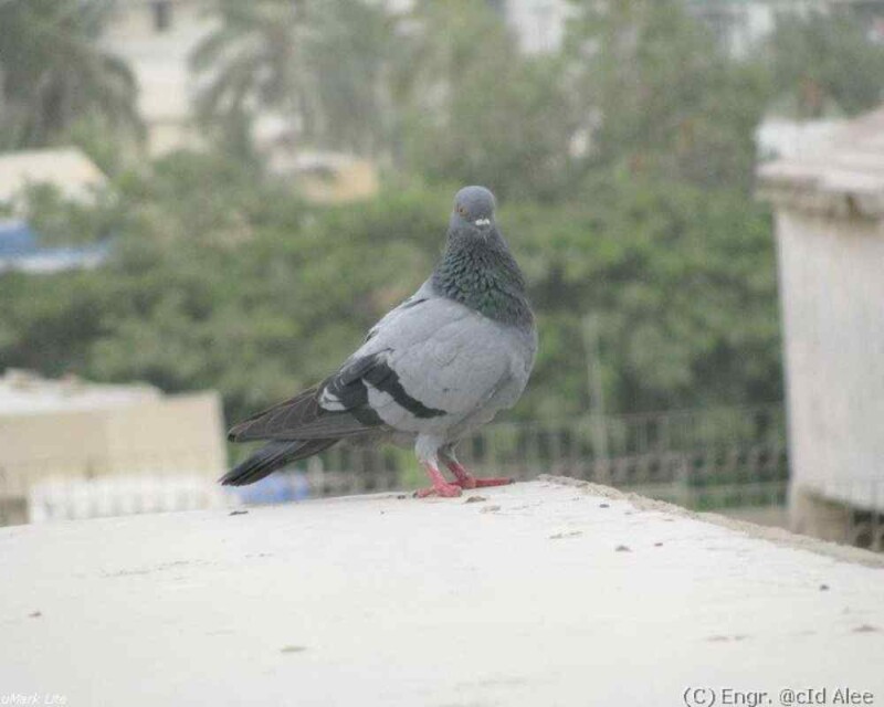 How Long do Pigeons Live? Averages & World Records!