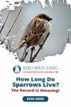 How Long Do Sparrows Live? The Record Is Amazing! Thumbnail