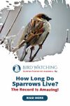 How Long Do Sparrows Live? The Record Is Amazing! Thumbnail