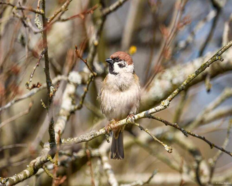 How Long Do Sparrows Live The Record Is Amazing 