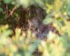 baby sparrow in nest