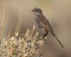 a female sparrow