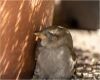 an injured sparrow