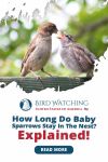 How Long Do Sparrows Stay in The Nest? Explained! Thumbnail