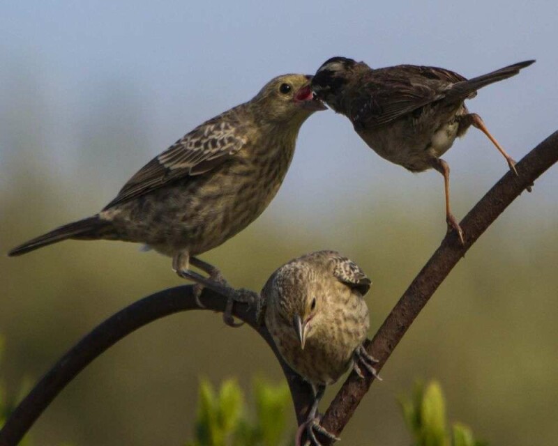 How Long Do Sparrows Stay in The Nest? Explained!