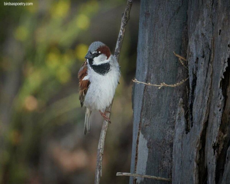How Long Do Sparrows Stay in The Nest? Explained!