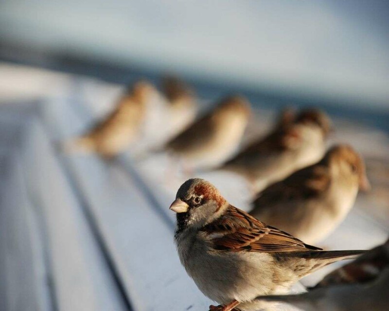 How Long Do Sparrows Stay in The Nest? Explained!