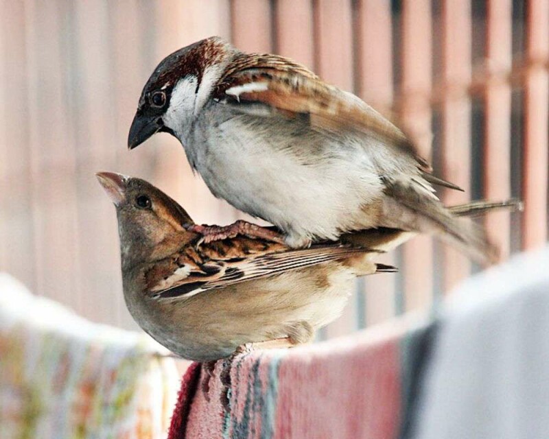 How Long Do Sparrows Stay in The Nest? Explained!