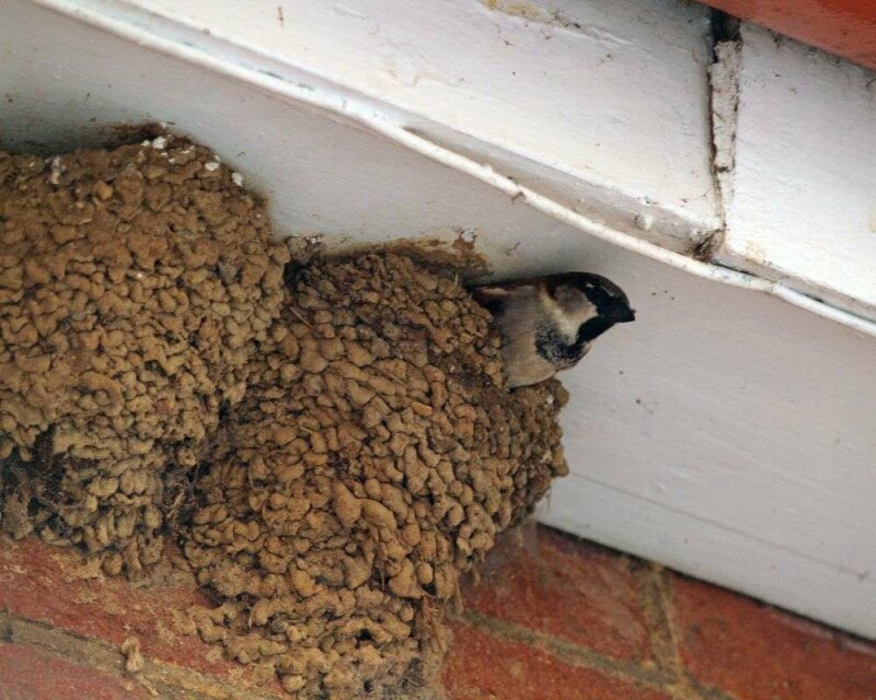 How Long Do Sparrows Stay in The Nest? Explained!