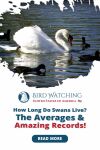 How Long Do Swans Live? Averages And Records! Thumbnail