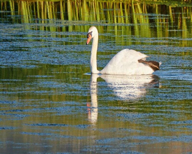 How Long Do Swans Live? Averages And Records!
