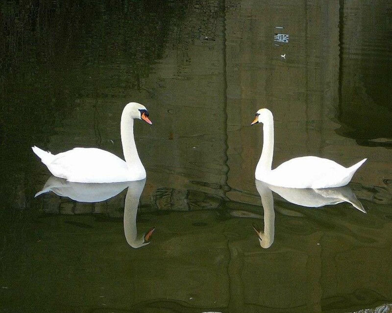 How Long Do Swans Live? Averages And Records!