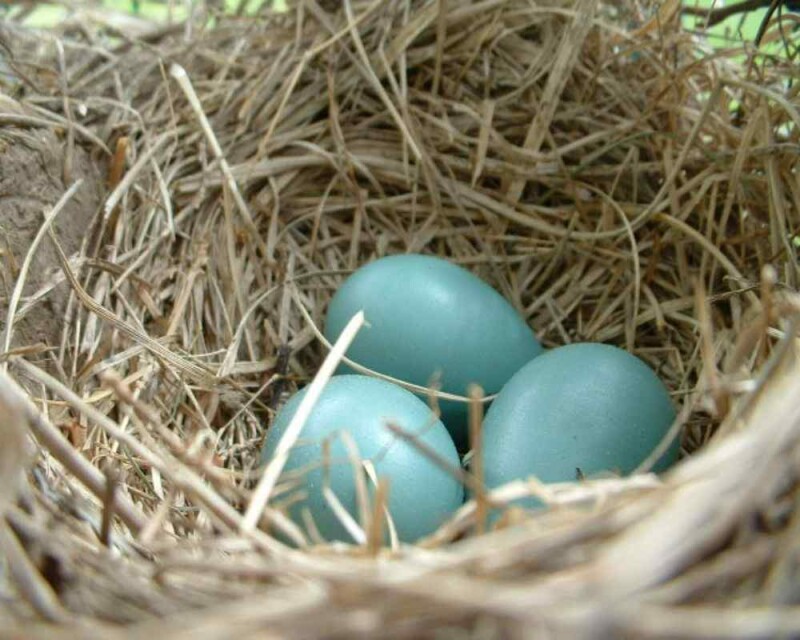 How Long Does a Blue Jay Live? The Record Is Amazing!