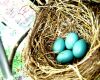 blue jay eggs