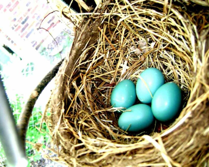 How Long Does a Blue Jay Live? The Record Is Amazing!