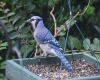 a blue jay on a feeder