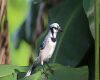 a blue jay on plant