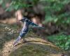 a blue jay pair