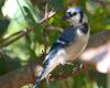 blue jay perched