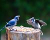 a blue jay young baby