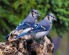 a male-female-blue-jay