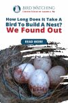 How Long Does It Take For A Bird To Build A Nest? We Found Out Thumbnail