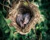 baby cardinals in nest