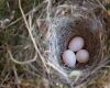 bird eggs in nest