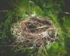 a bird nest