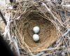 cardinal eggs in nest