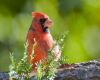 tree bird northern cardinal