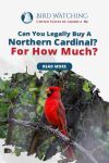 Can You Legally Buy a Northern Cardinal? For How Much? Thumbnail